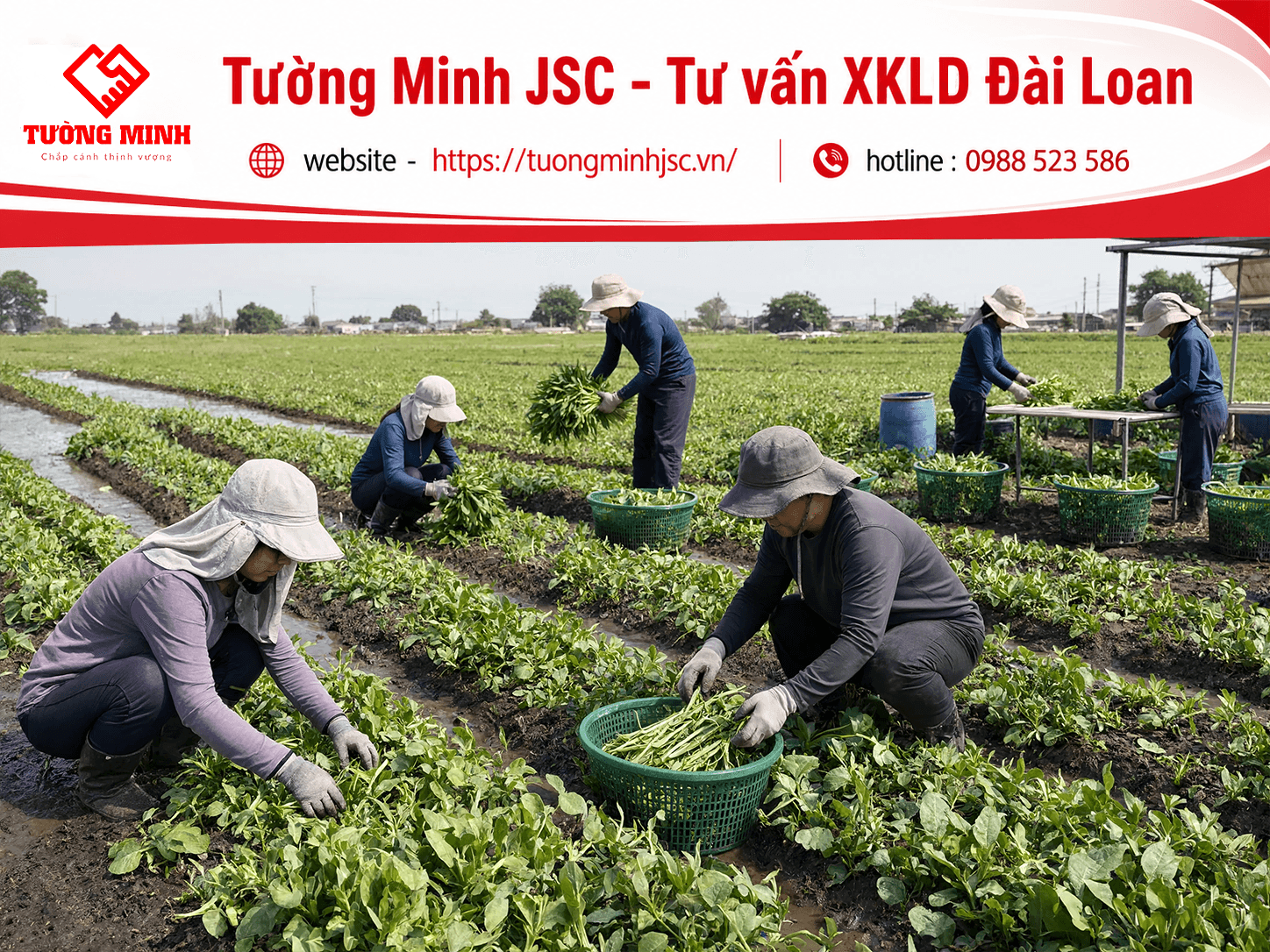 đơn hàng nông trường Hoàng Khải
