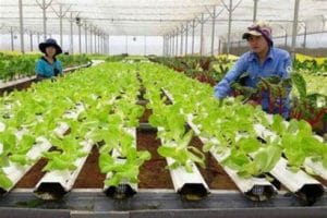 Cặp đôi đi Đài Loan – thực tế nên hay không?
