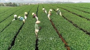 Cuộc sống của lao động Việt tại miền núi Đài Trung